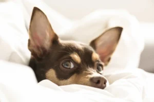 Tabla comparativa del mejor antipulgas para perros en Guayaquil: Simparica, Bravecto y Nexgard.