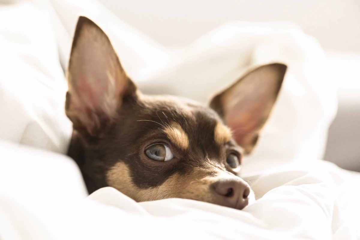 Tabla comparativa del mejor antipulgas para perros en Guayaquil: Simparica, Bravecto y Nexgard.