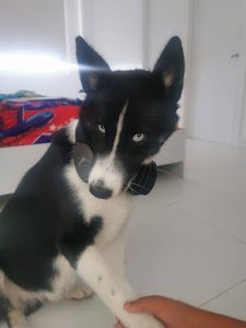 Puppy Pet place picture