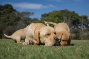 socializar un cachorro