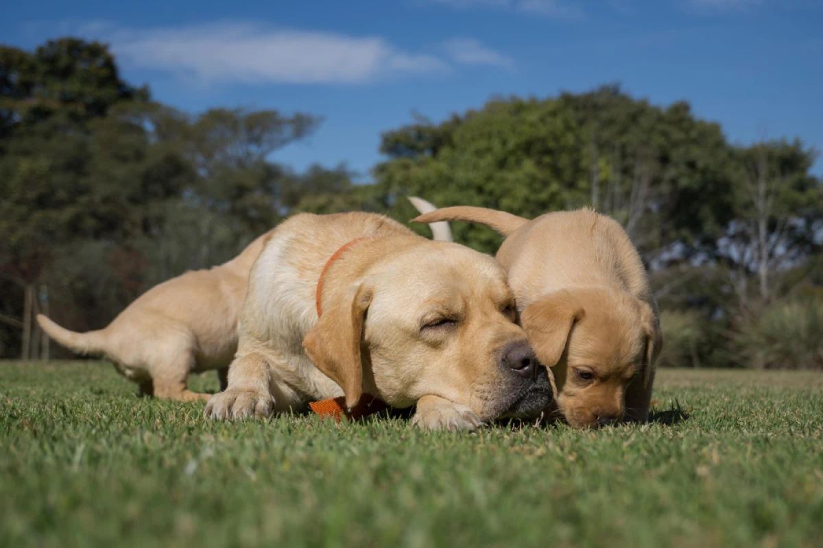 socializar un cachorro